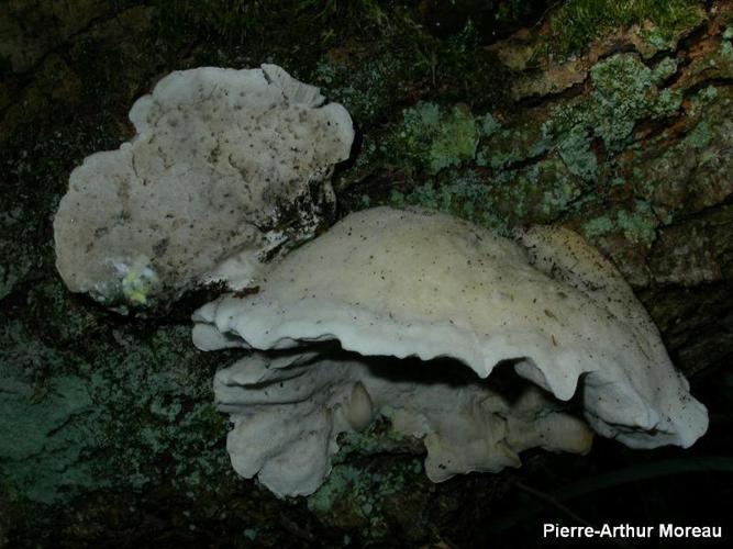 Polypore bleuté des feuillus (Postia subcaesia) © PA. Moreau