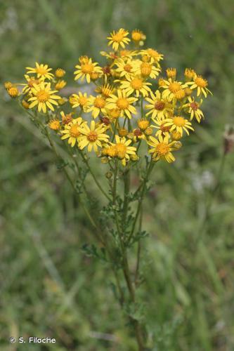 Séneçon à feuilles de Roquette (Senecio erucifolius) © S. Filoche