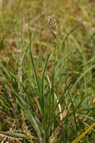 Seslérie blanchâtre (Sesleria caerulea) © S. Filoche