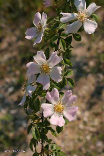 Rosier rubigineux (Rosa rubiginosa) © S. Filoche