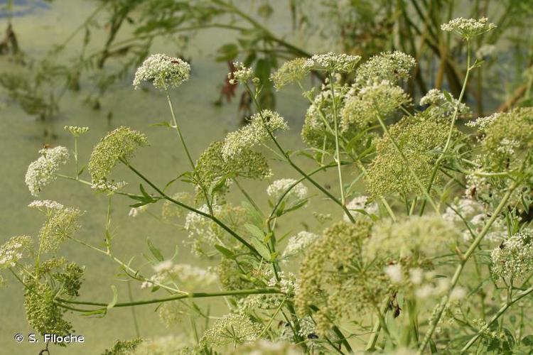 Berle à larges feuilles (Sium latifolium) © S. Filoche