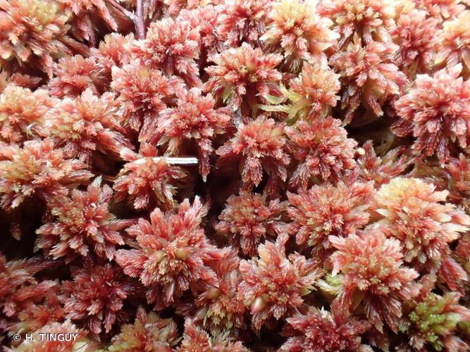 Sphagnum capillifolium © H. TINGUY