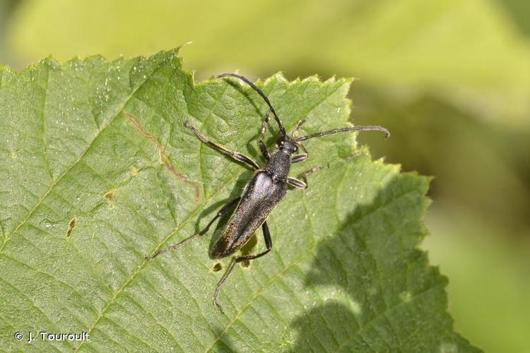 Leptura aethiops © J. Touroult