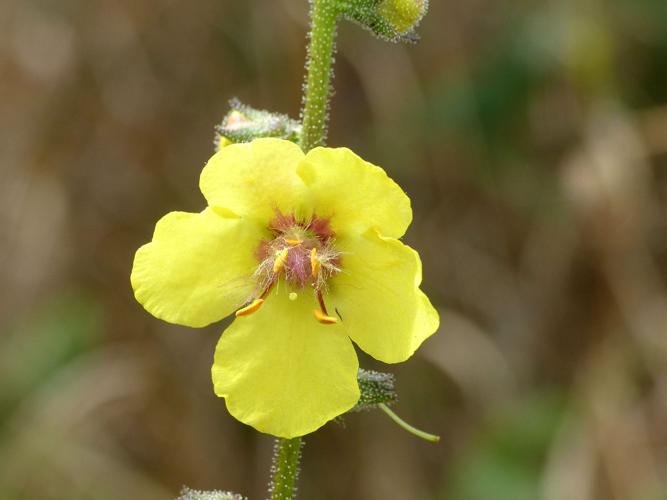 Molène blattaire (Verbascum blattaria) © Morvan Debroize