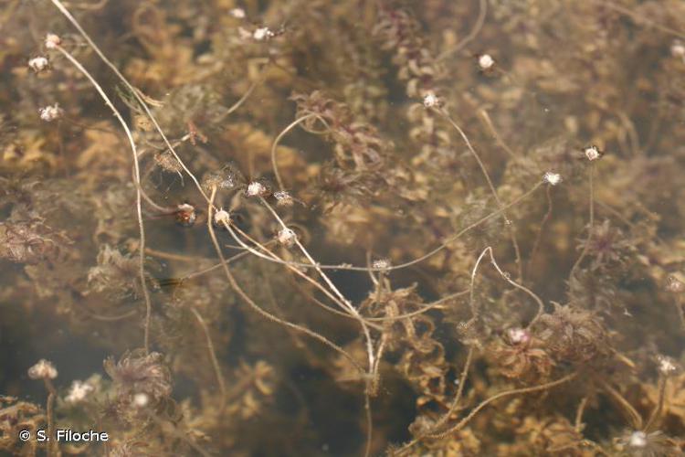 Élodée à feuilles étroites (Elodea nuttallii) © S. Filoche