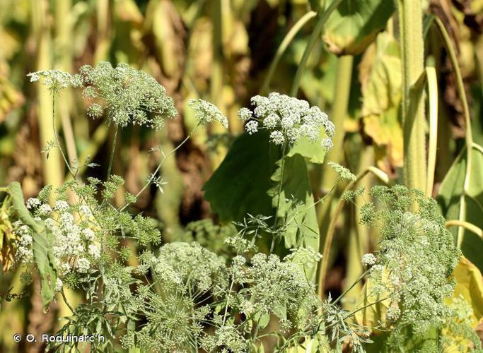 Ammi élevé (Ammi majus) © O. Roquinarc'h