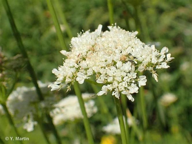 Oenanthe faux boucage (Oenanthe pimpinelloides) © Y. Martin