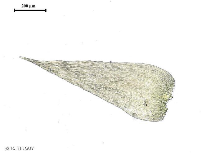 Isopterygiopsis pulchella © H. TINGUY