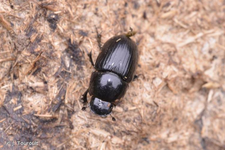 Aphodius fossor © J. Touroult