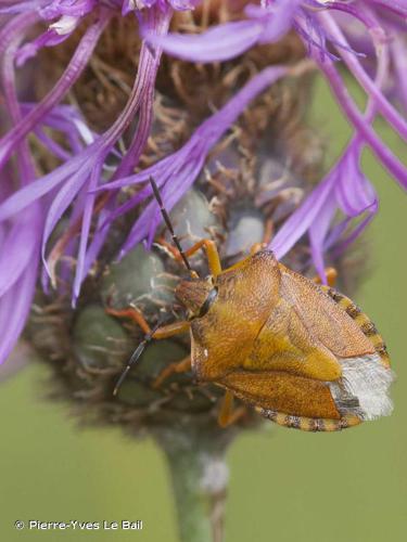 Carpocoris fuscispinus © Pierre-Yves Le Bail