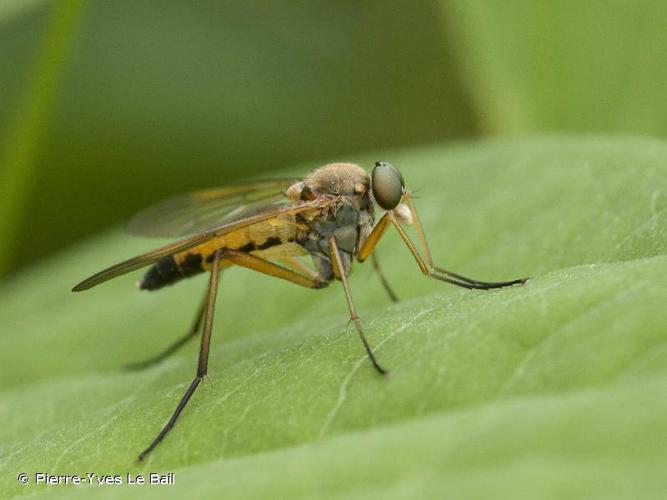 Rhagio scolopaceus © Pierre-Yves Le Bail