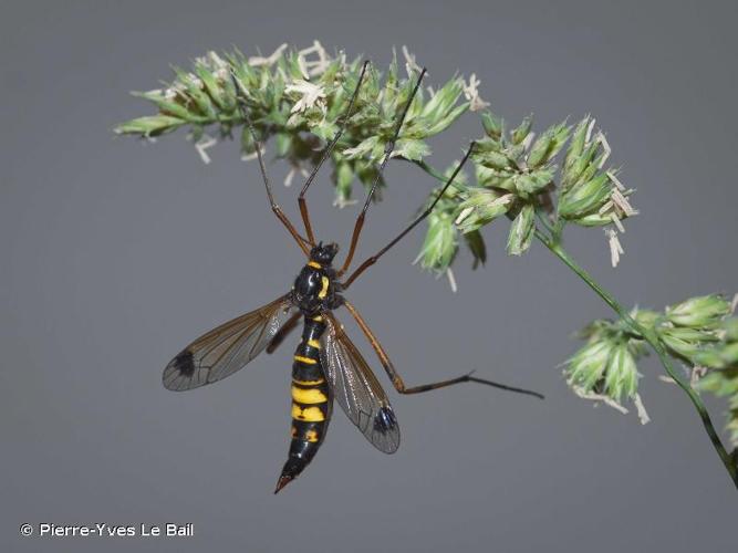 Ctenophora ornata © Pierre-Yves Le Bail