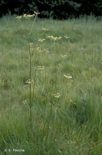 Silaüs des prés (Silaum silaus) © S. Filoche