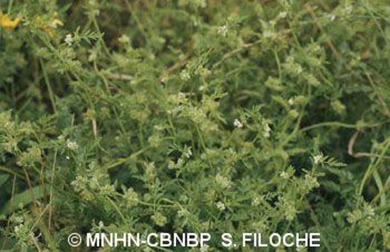 Torilis à fleurs glomérulées (Torilis nodosa) © MNHN-CBNBP S. Filoche