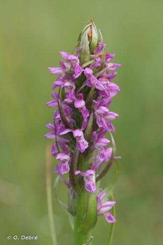 Orchis incarnat (Dactylorhiza incarnata) © O. Debré