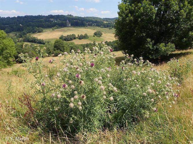 Cirse laineux (Cirsium eriophorum) © Y. Martin