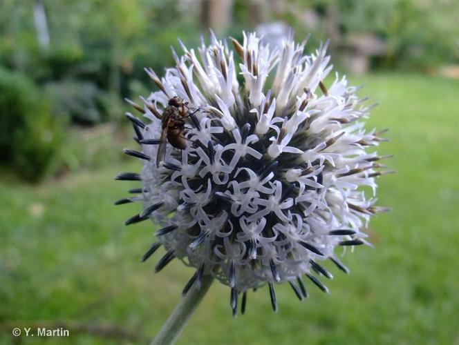 Échinops à tête ronde (Echinops sphaerocephalus) © Y. Martin