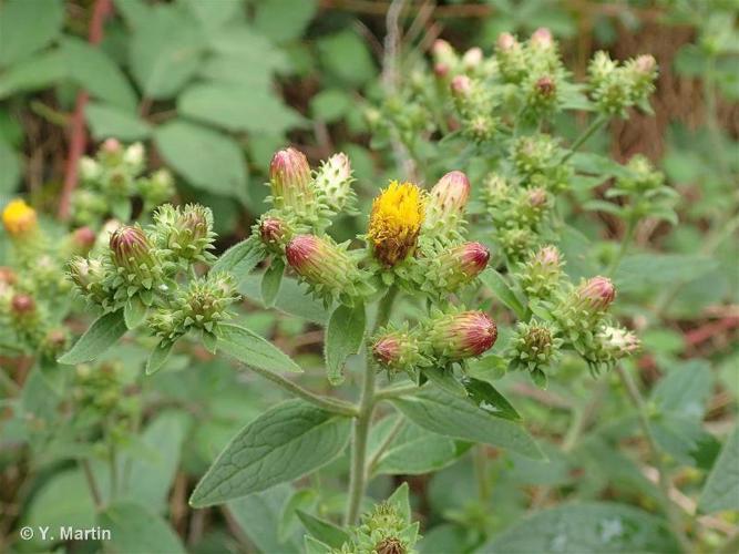 Inule conyze (Inula conyza) © Y. Martin