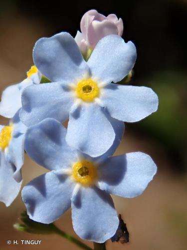 Myosotis à poils réfractés (Myosotis nemorosa) © H. TINGUY