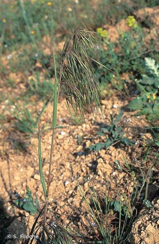 Brome des toits (Anisantha tectorum) © S. Filoche