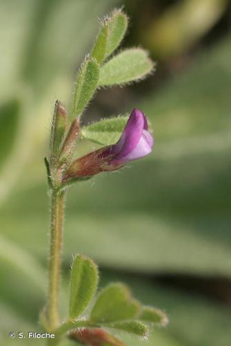 Vesce printannière (Vicia lathyroides) © S. Filoche