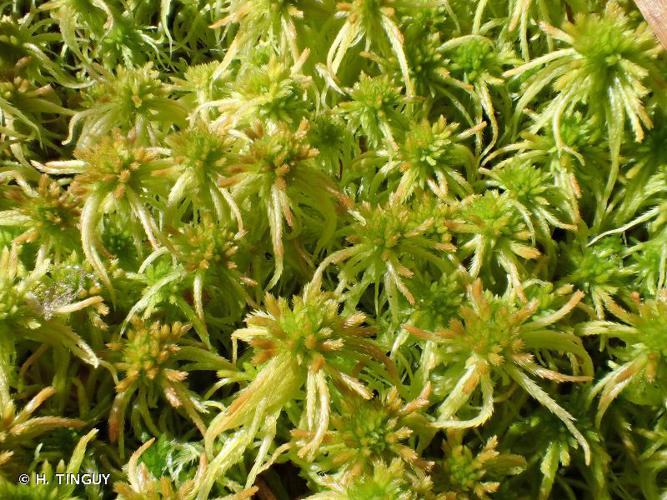 Sphagnum fallax © H. TINGUY