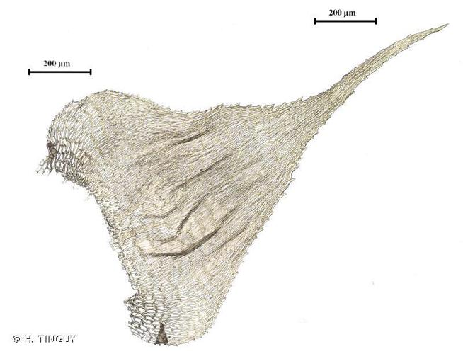 Hyocomium armoricum © H. TINGUY