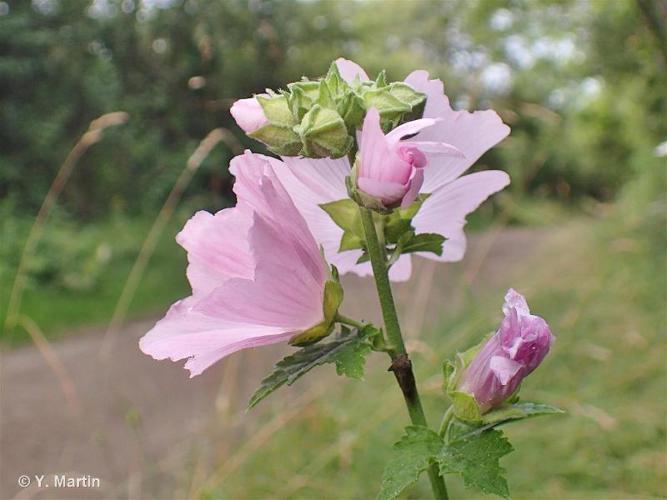 Mauve alcée (Malva alcea) © Y. Martin