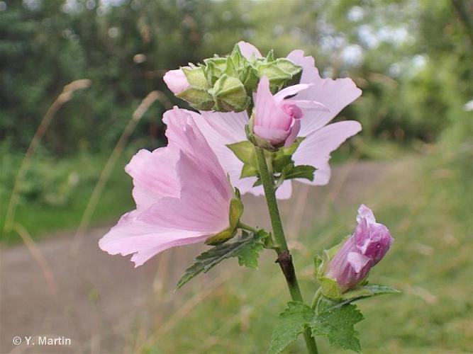 Mauve alcée (Malva alcea) © Y. Martin