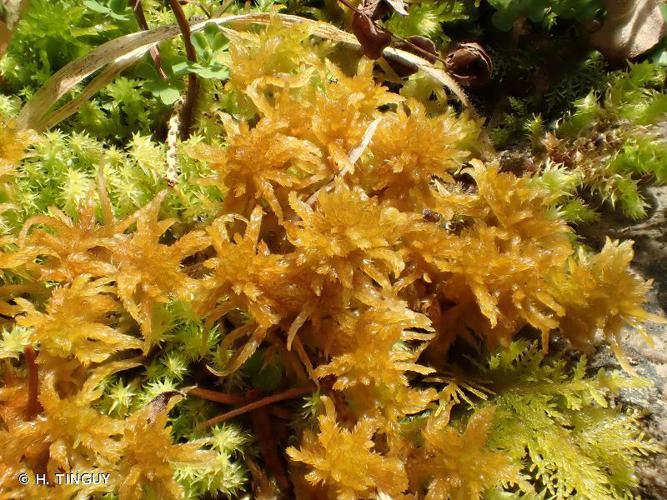 Sphagnum subsecundum © H. TINGUY