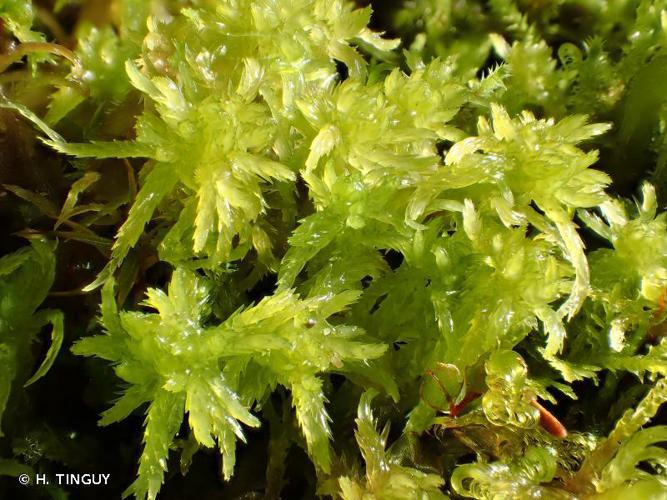 Sphagnum inundatum © H. TINGUY