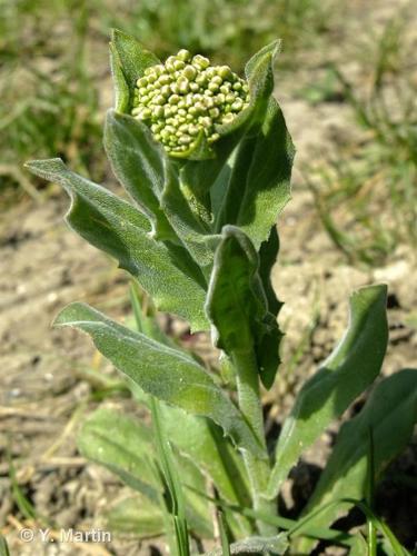 Passerage drave  (Lepidium draba) © Y. Martin