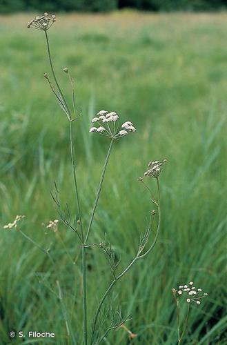 Oenanthe de Lachenal (Oenanthe lachenalii) © S. Filoche