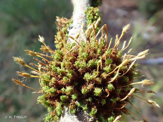 Ulota bruchii © H. TINGUY