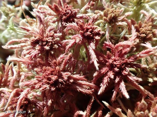 Sphagnum rubellum © H. TINGUY