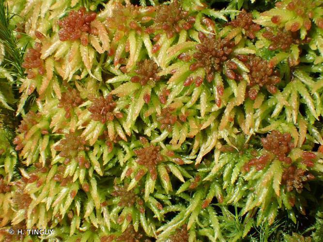 Sphagnum palustre © H. TINGUY