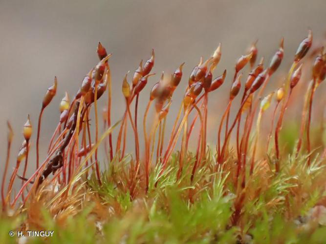 Dicranella rufescens © H. TINGUY