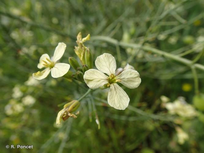 Ravenelle (Raphanus raphanistrum) © R. Poncet