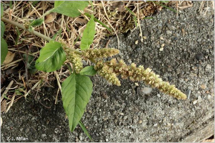 Amarante couchée (Amaranthus deflexus) © J.-J. Milan