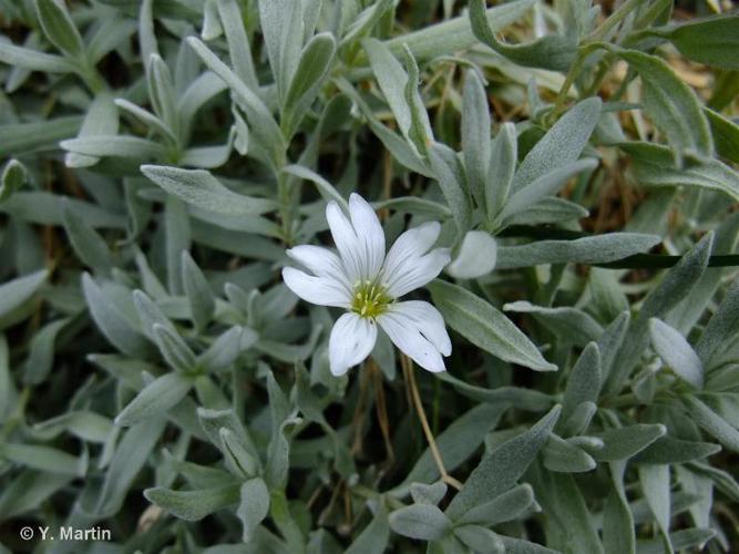 Céraiste tomenteux (Cerastium tomentosum) © Y. Martin