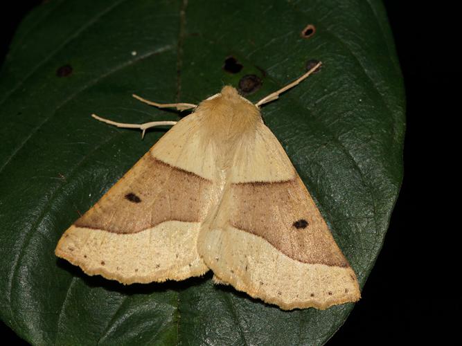 Phalène de la Mancienne (Crocallis elinguaria) © Sylvain Montagner