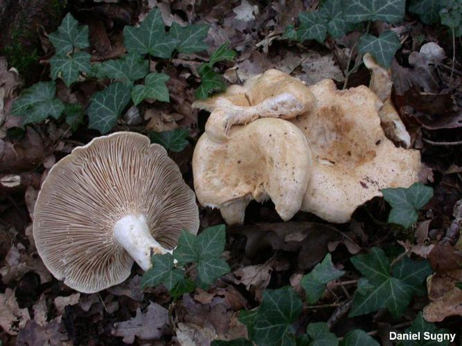 Lactaire à lames interveinées (Lactarius acerrimus) © D. Sugny