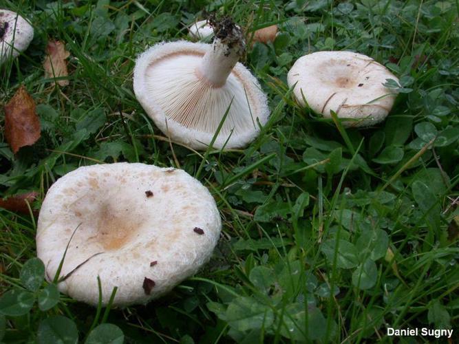 Lactaire pubescent (Lactarius pubescens) © D. Sugny