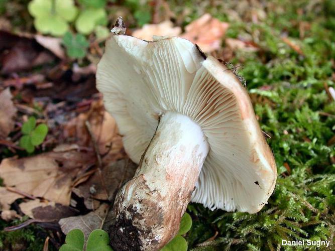 Russule à lames âcres (Russula acrifolia) © D. Sugny