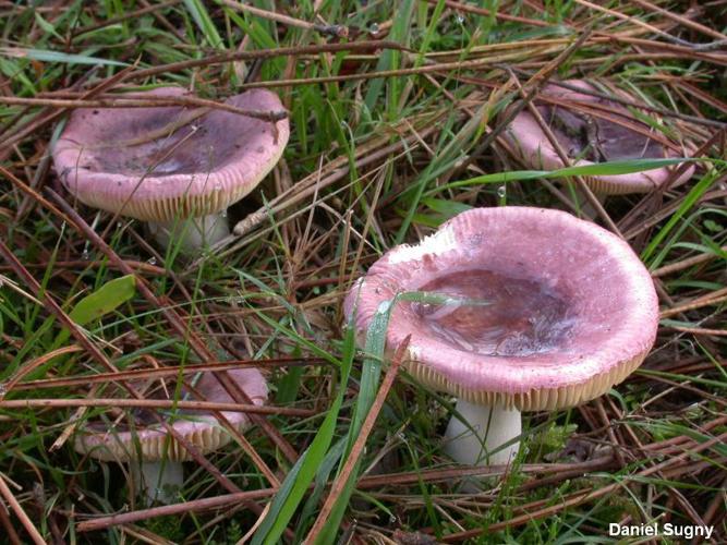 Russule cocardée (Russula turci) © D. Sugny