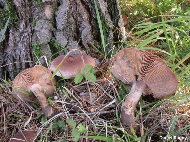 Tricholome imbriqué (Tricholoma imbricatum) © D. Sugny