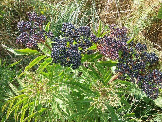 Sureau yèble (Sambucus ebulus) © Sylvain Montagner