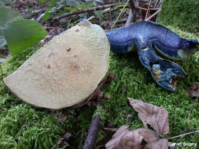 Bolet indigotier (Gyroporus cyanescens) © D. Sugny