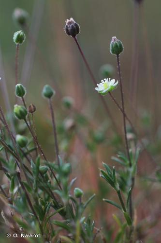 Sagine subulée (Sagina subulata) © O. Nawrot