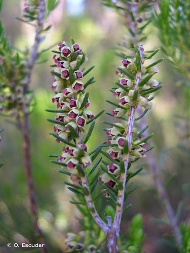 Bruyère à balais (Erica scoparia) © O. Escuder